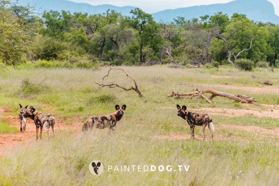 painted dogs